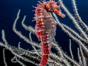 Hippocampus Guttulatus - Puolo